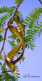 Seed Pods LOL.jpg