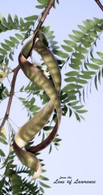 Seed Pods with onOne.jpg