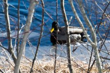 DSC_7153.jpg