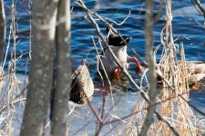 DSC_7154.jpg