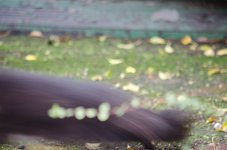 DSC_2932.jpg
