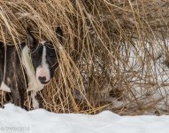 Meeka in the grass.jpg