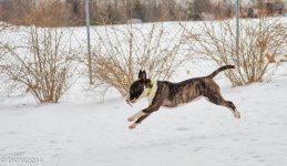 Leaping Meeka.jpg