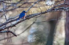 Nikonites-31-1.jpg