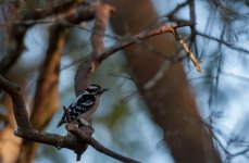 Nikonites-31-4.jpg