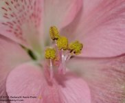 031 Flower-140131_01.jpg