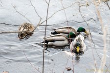 DSC_7186.jpg