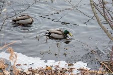 DSC_7187.jpg