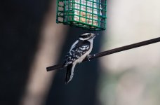 Nikonites-31-5.jpg