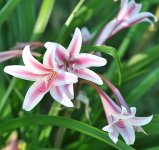 Pink-Lilies-in-Morning.jpg