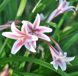 Pink Lilies in Morning.jpg