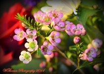 Small Purple Flowers.jpg