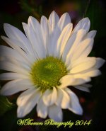 Daisy.jpg