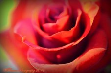 Rose Close Up.jpg