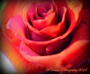 Rose Close Up 2.jpg