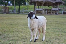 sheep-1.jpg