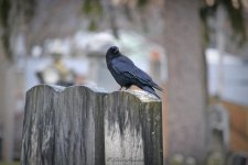 DSC_1533.jpg