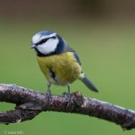 Blue Tit.jpg