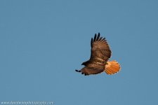 _DW10251-VS.jpg