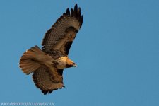 _DW10256-VS.jpg