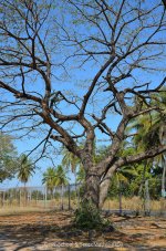 baum-1.jpg