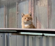 Cat.jpg