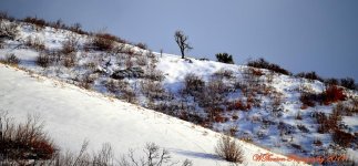 Lone Tree on Ridge.jpg