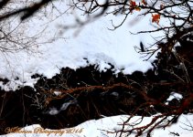 Branch with Colorful Lichen.jpg
