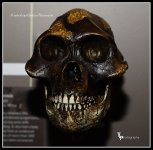 Day 32 Australopithecus Afarensis.jpg Day 32 Australopithecus Afarensis.jpg