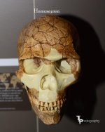 Day 32 homosapien.jpg Day 32 homosapien.jpg