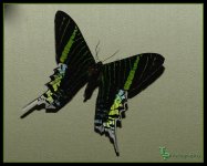 Day 32 Butterfly.jpg