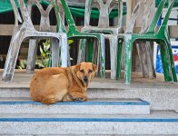 dogstair-1.jpg