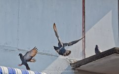 vogel2-1.jpg