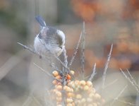 DSC_8331.jpg