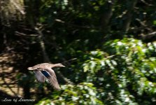 Duck in flight LOL.jpg