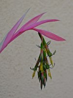 Belbergia.jpg