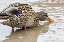DSC_7210.jpg