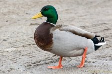 DSC_7211.jpg