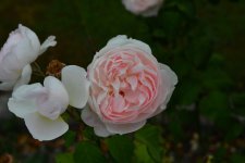 DSC_0543.jpg