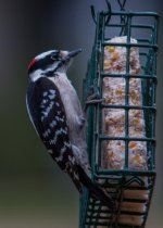Nikonites-33-1.jpg Nikonites-33-1.jpg