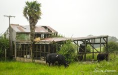 Cattle sheds LOL.jpg