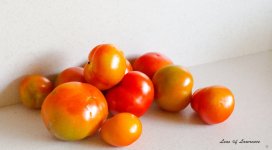 Tomatoes LOL.jpg