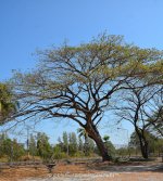 treetree-1.jpg