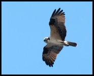 Osprey.jpg