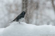 20140203-_D806949.jpg