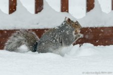 20140203-_D806964.jpg