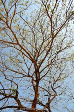 ltree-1.jpg