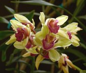 Orchid.jpg