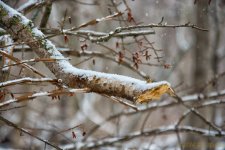 DSC_7225-Edit.jpg