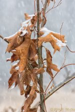 DSC_7230-Edit.jpg